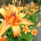 Orange Blast