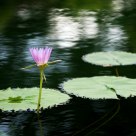 Lily Pond