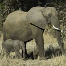 Elephant Mother and Calf
