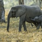 Elephant Mother and Calf