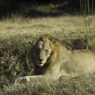 Lion in the morning