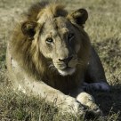 Lion in the morning