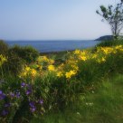 Summer Flower Garden by the Sea
