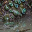 Drooping Anemone
