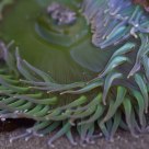 Anemone