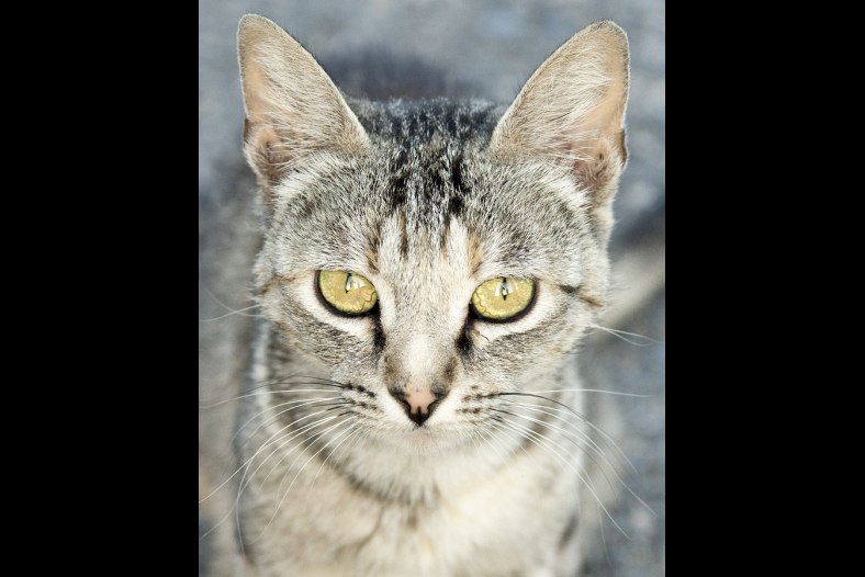 A kitten