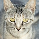 A kitten