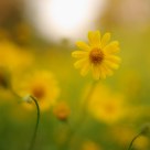 Daisy's Dream