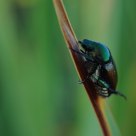 Beetle