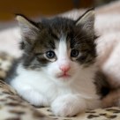 Little Kitten