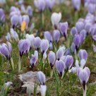 Springtime