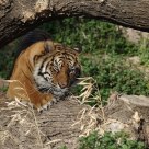Resting in the shadow