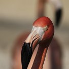 Flamencos en línea desenfocada
