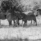 Zebras Chill In the Shade