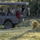 Young Male Lion Yawns for Shooters