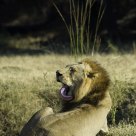 Male Lion Cleans Up