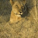 Lioness in late afternoon