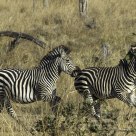 Zebras Frolic