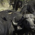 Oxpeckers Clean Cape Buffalo
