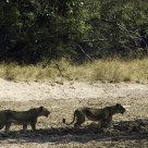 Lionesses On The Prowl