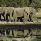 A Parade of Elephants near the water at Chendini bush camp
