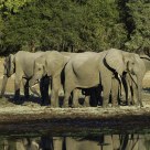 A Parade of Elephants near the water at Chendini bush camp