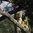Yellow Baboons Watching