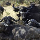 Cape Buffalo at Rest