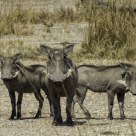 Wary Warthogs