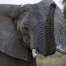 Elephant at twilight
