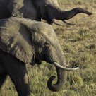 Elephants roam near Zungalila bush camp