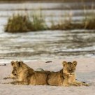 Lions at twilight by the Kapamba River