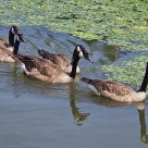 Gaggle