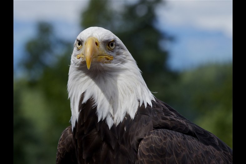 Bald Eagle