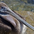 Pelican