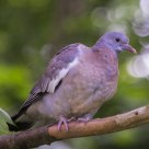  Stock Dove