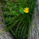 A touch of yellow