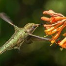 Hummer
