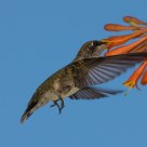 Hummer