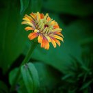 Orange and Yellow Flora