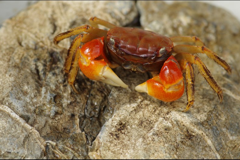 Crab