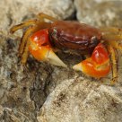 Crab