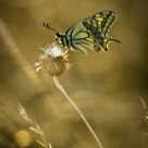El machaon