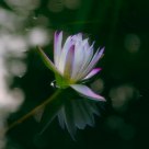 Dream Lotus