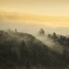 Foggy Morning