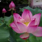 lotus 1