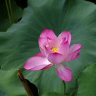 lotus 2