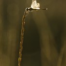 Les ailes de l'enfer