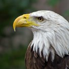 Anerican Bald Eagle