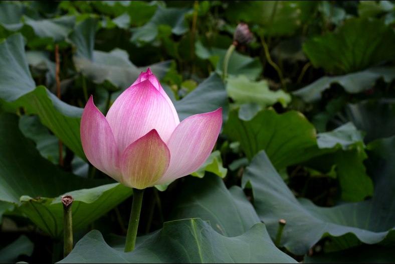 lotus 3